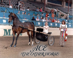 Ace - the other horse