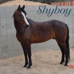 Photo of Shyboy the horse